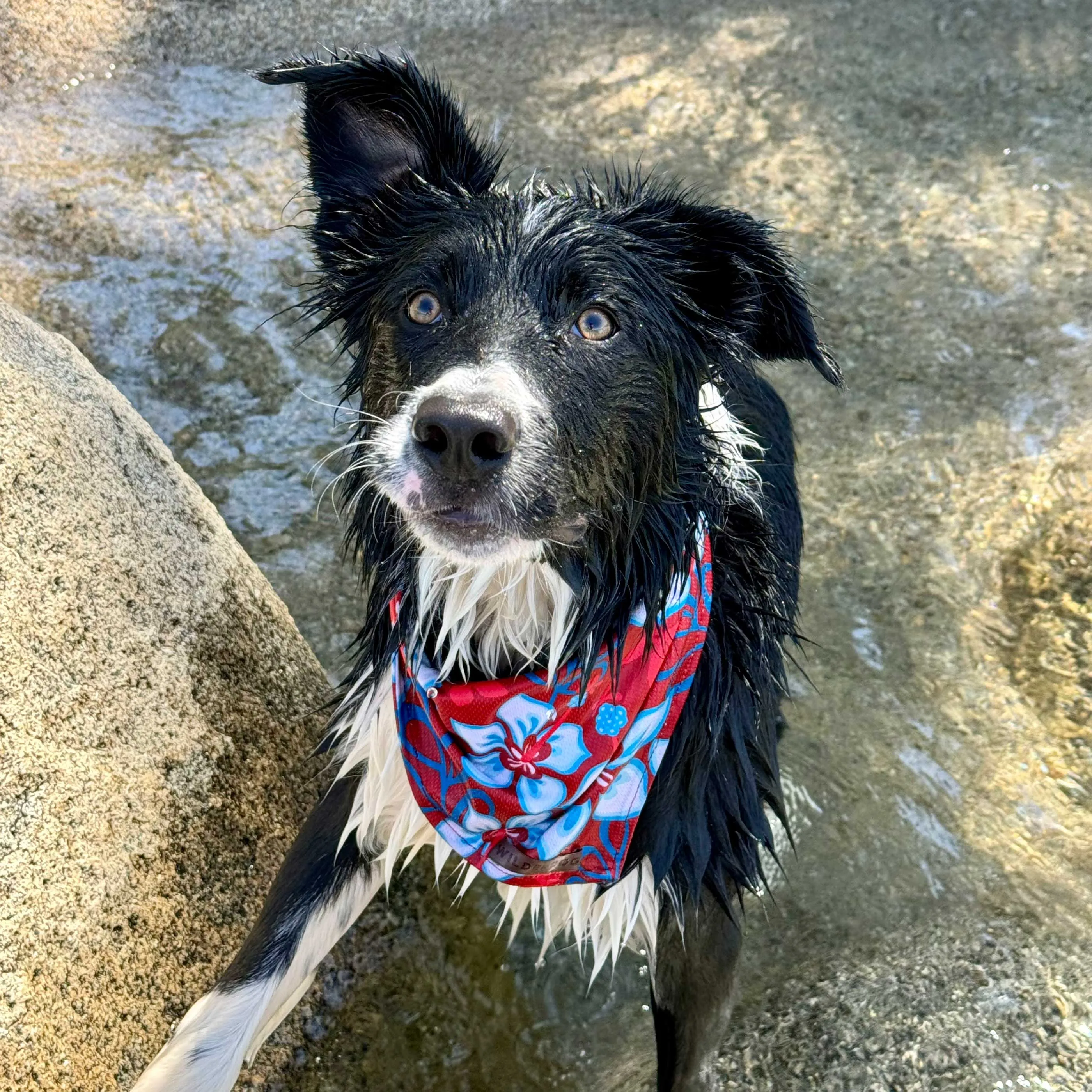 Aloha Bandana