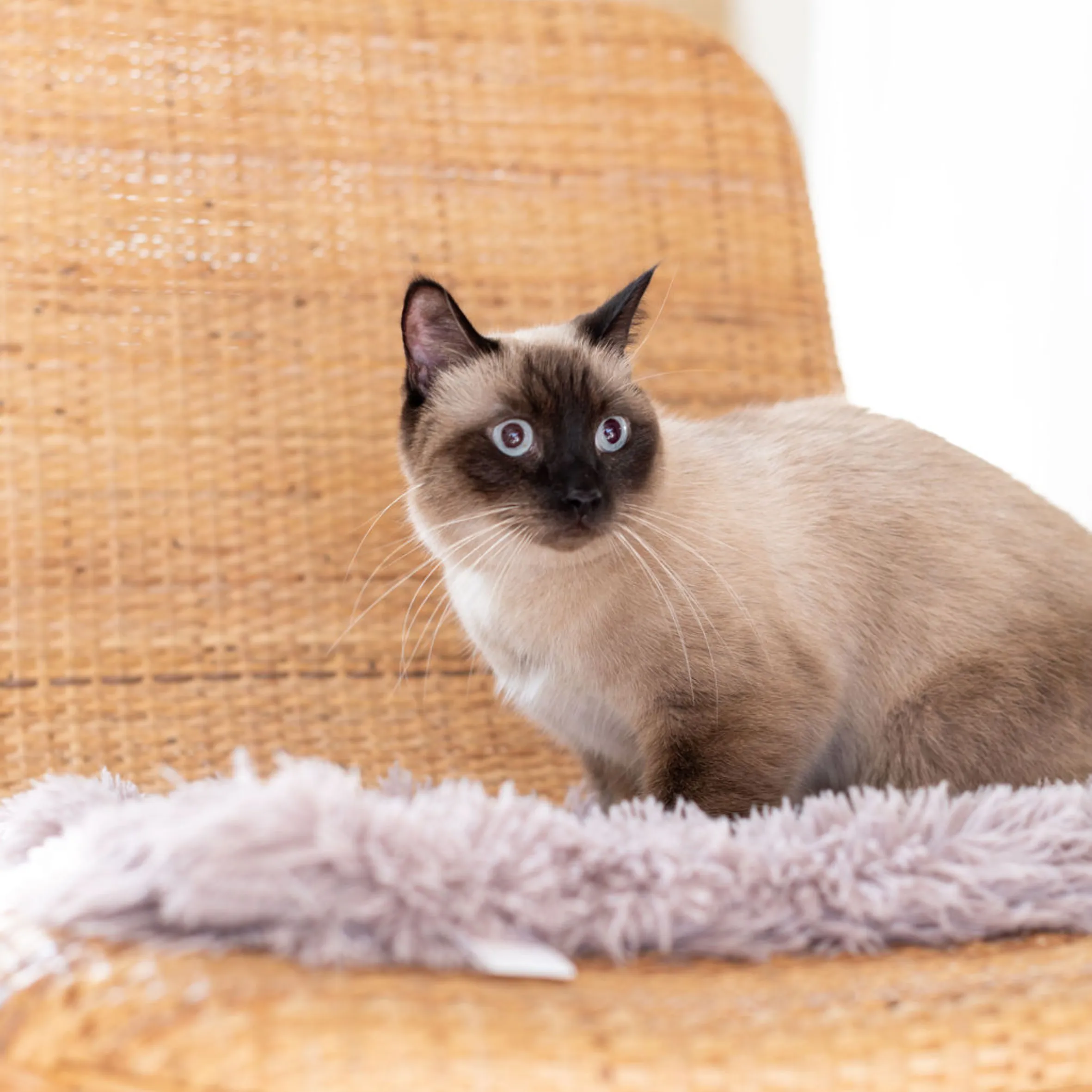 Calming Cat Blanket