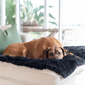 Calming Dog Blanket