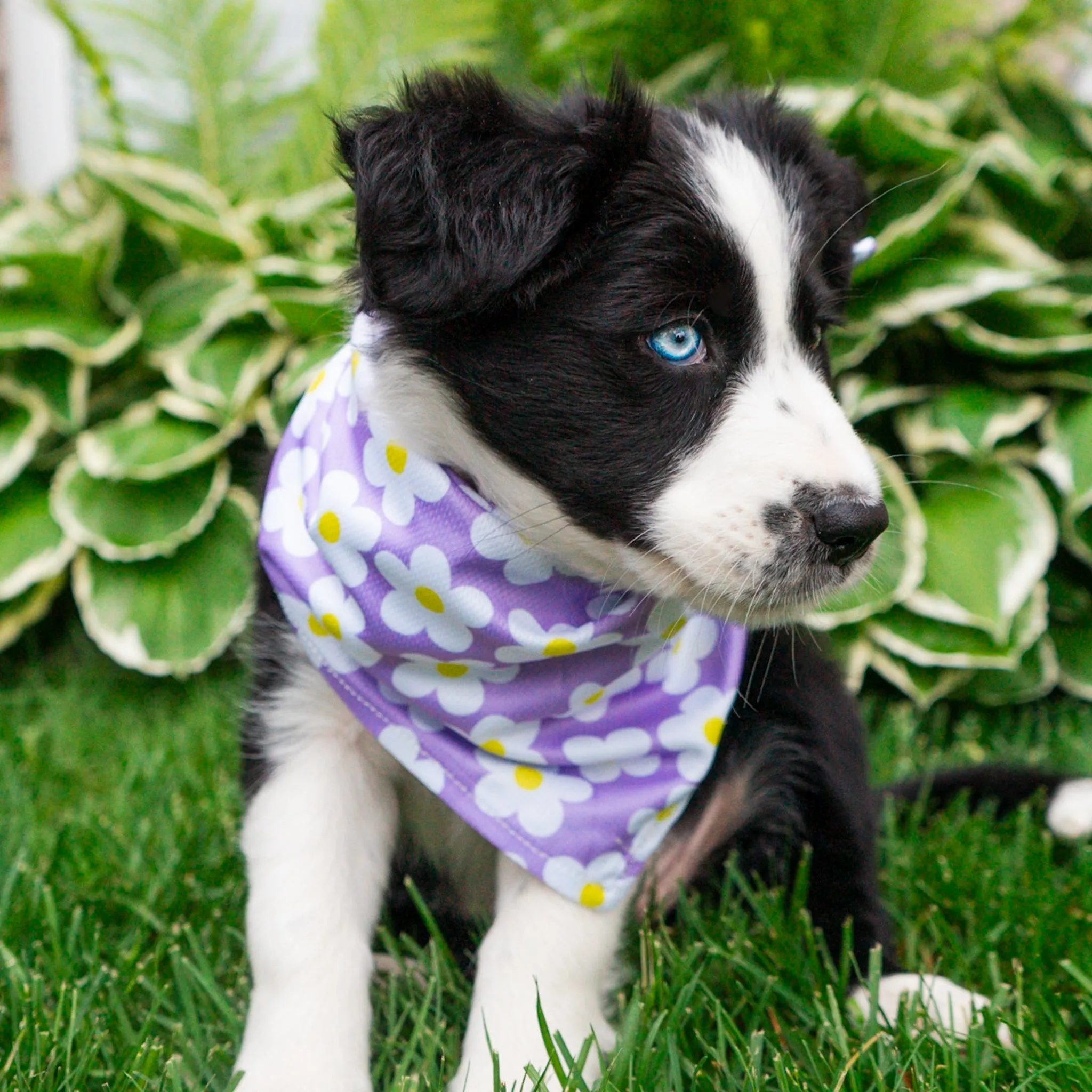 Daisy Bandana