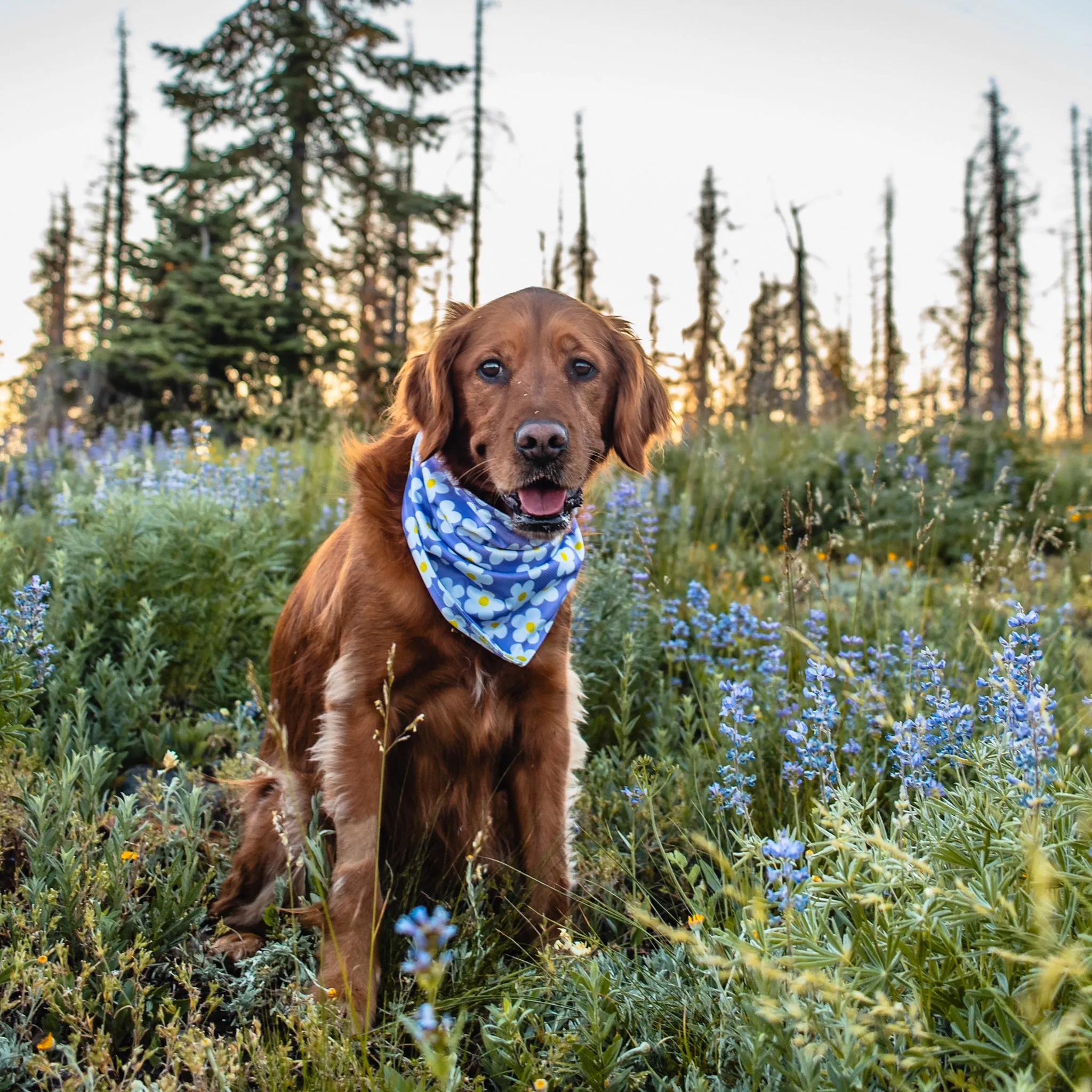 Daisy Bandana