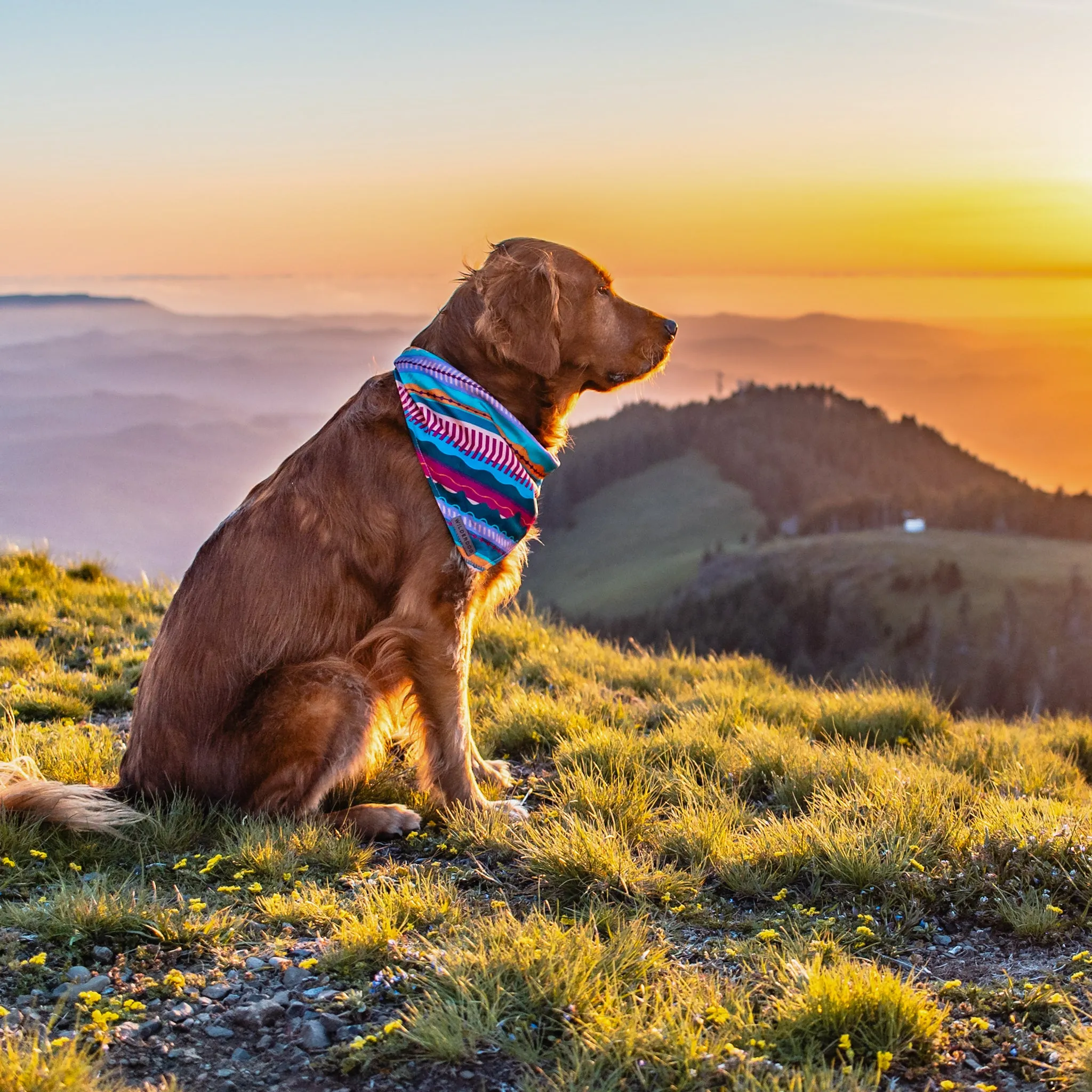 Dawn Bandana