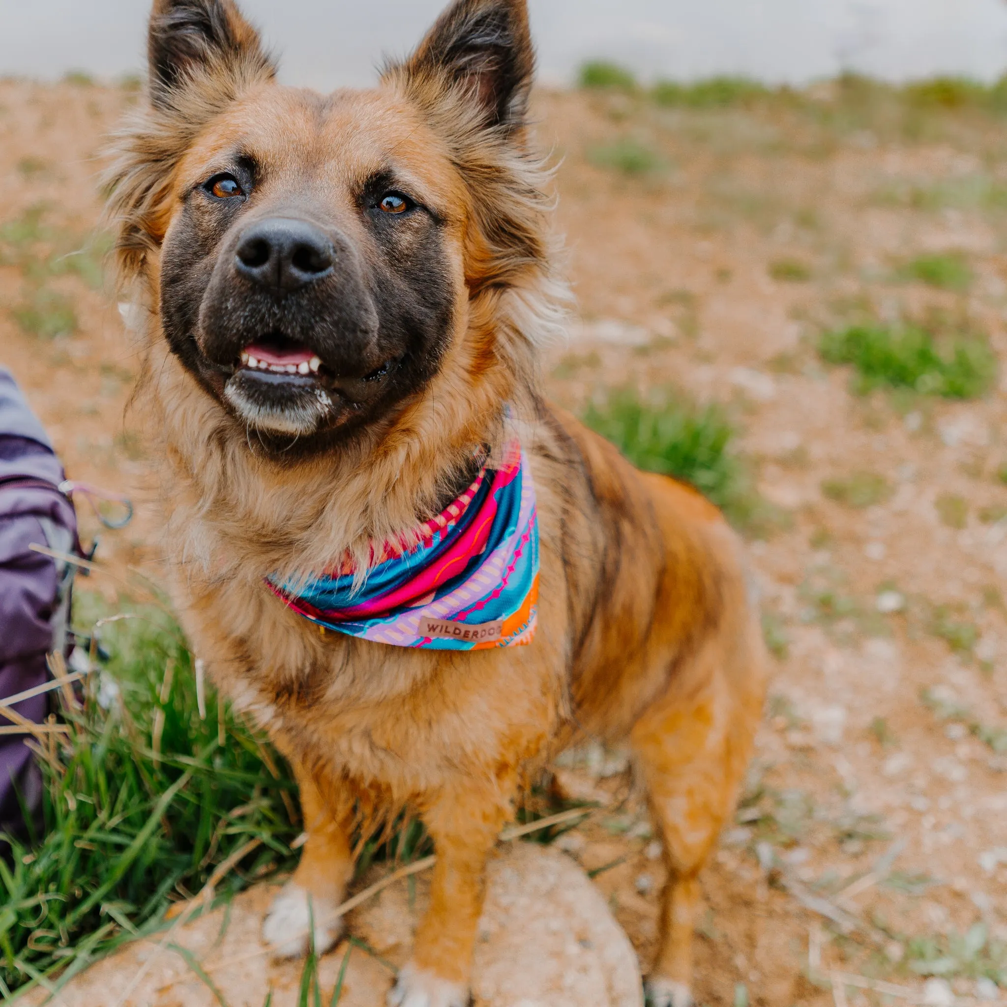 Dawn Bandana