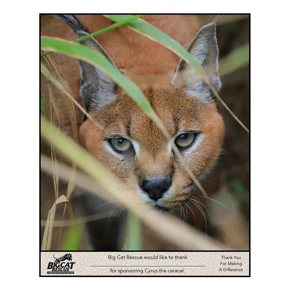 Download - Caracal Sponsorship