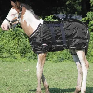 FOAL BLANKET