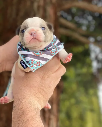 Frenchiestore Dog Cooling Bandana |  Frenchie Love in Teal