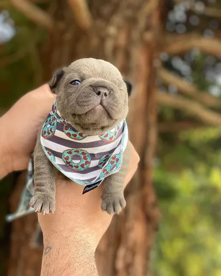 Frenchiestore Dog Cooling Bandana |  Frenchie Love in Teal