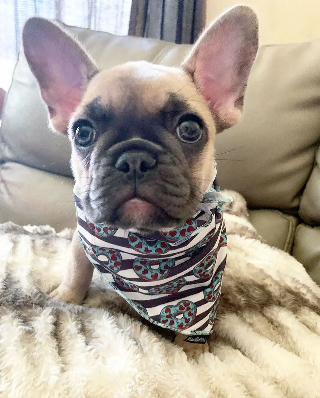 Frenchiestore Dog Cooling Bandana |  Frenchie Love in Teal