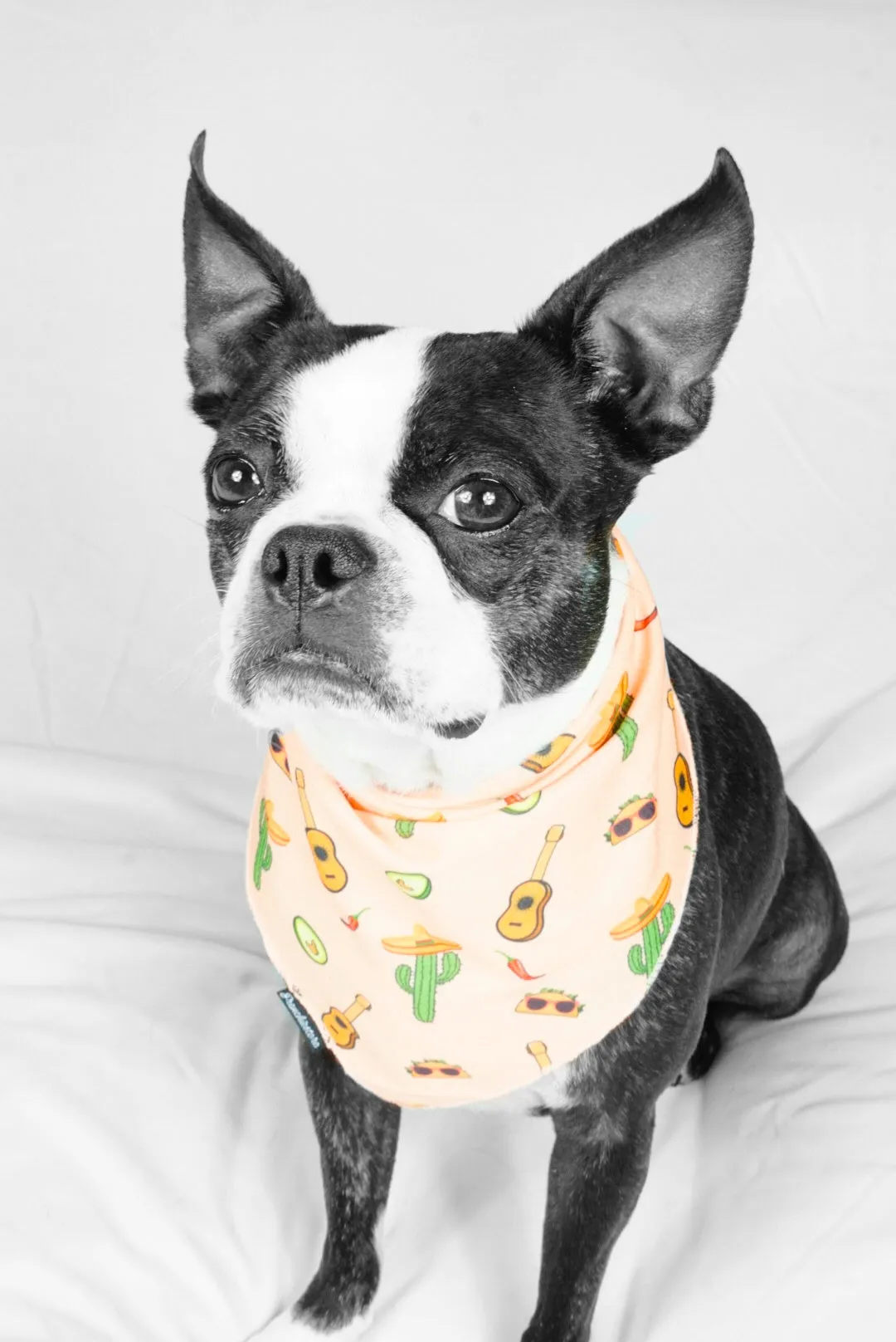 Frenchiestore Dog Cooling Bandana | Livin' La Vida Frenchie