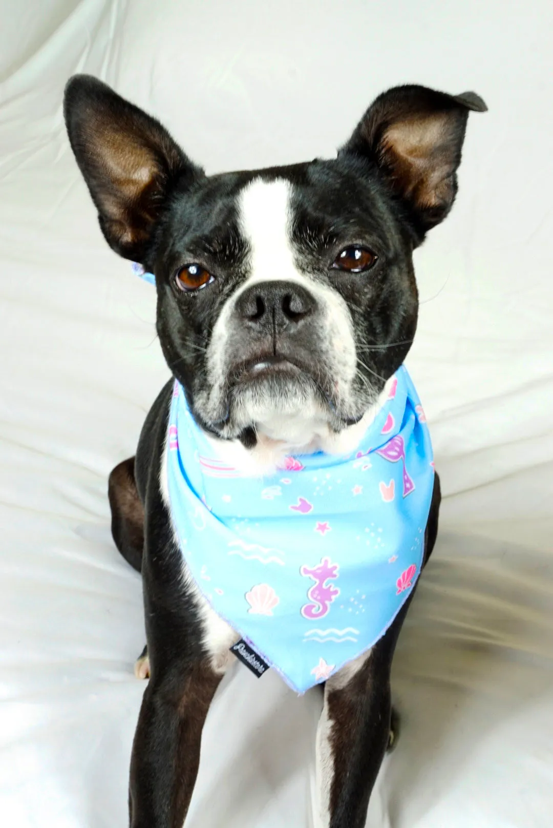 Frenchiestore Dog Cooling Bandana |  Mermazing