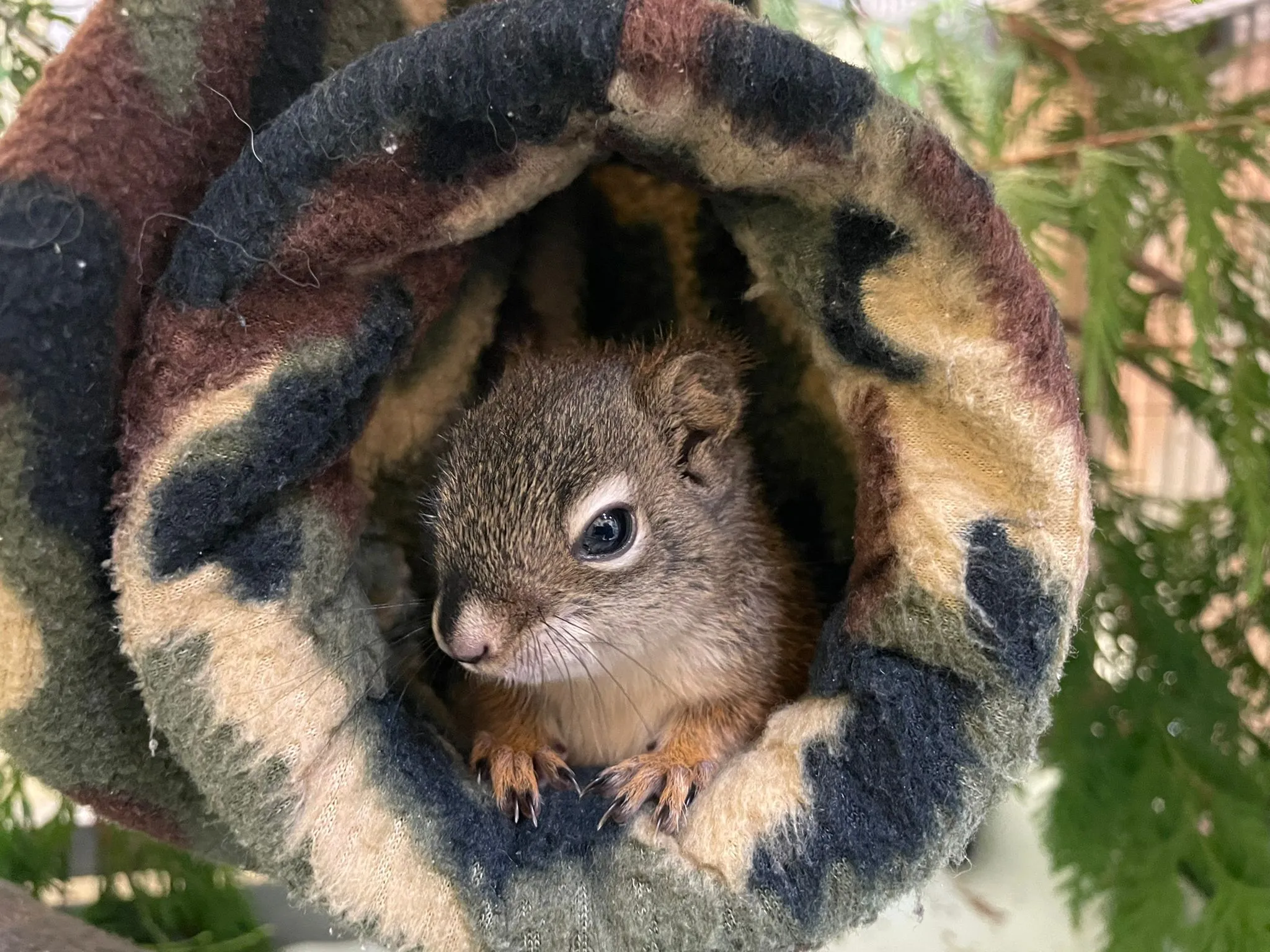 Indoor Mammal Ward - Wild ARC